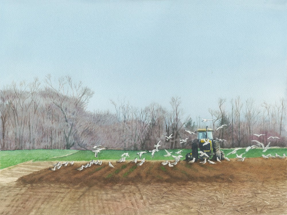 White_Birds_19x23framed_watercolor_450.00_asnbmv